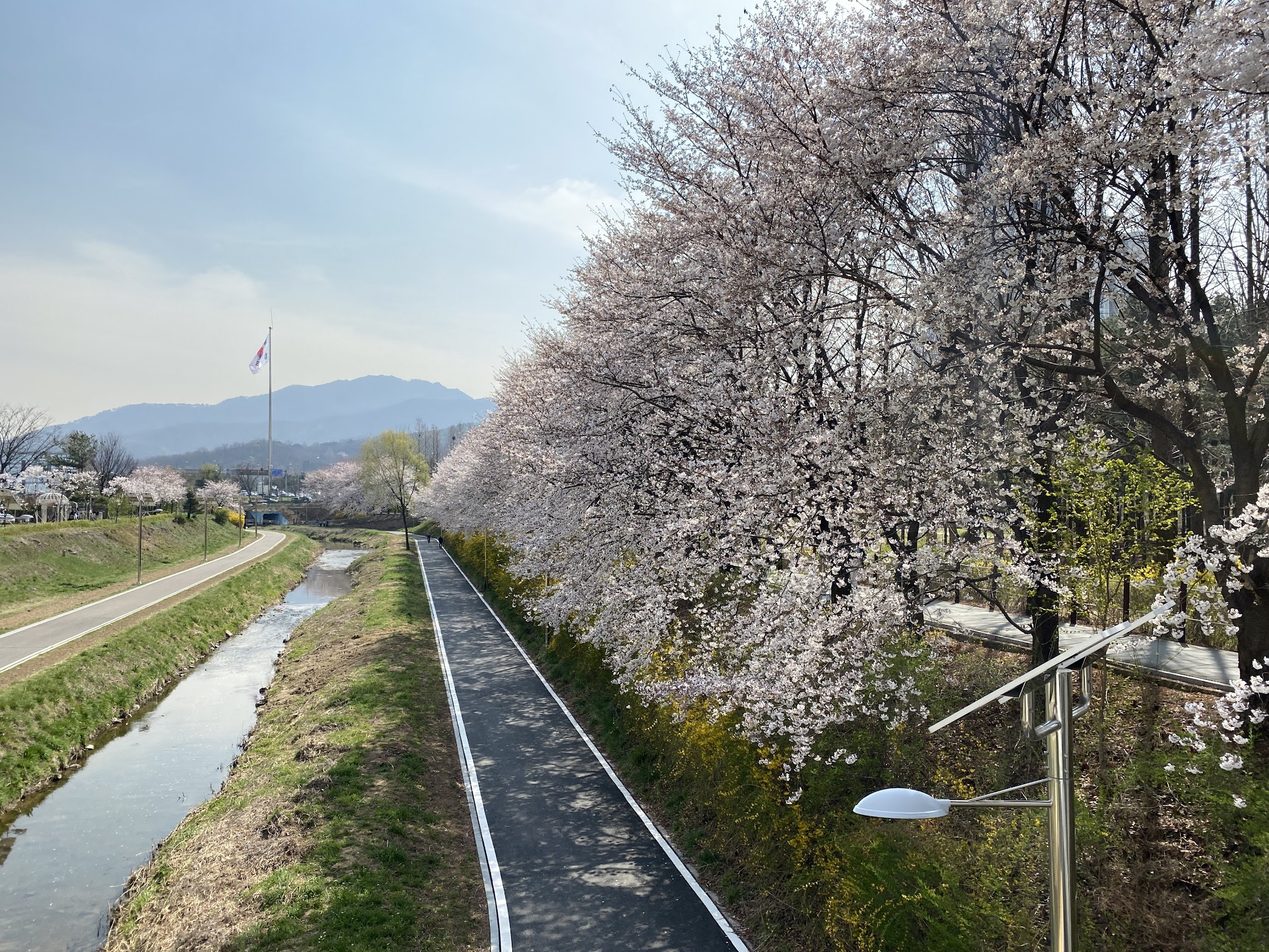 /img/posts/korea-cherry-blossom-2026/cherry_blossom.JPG